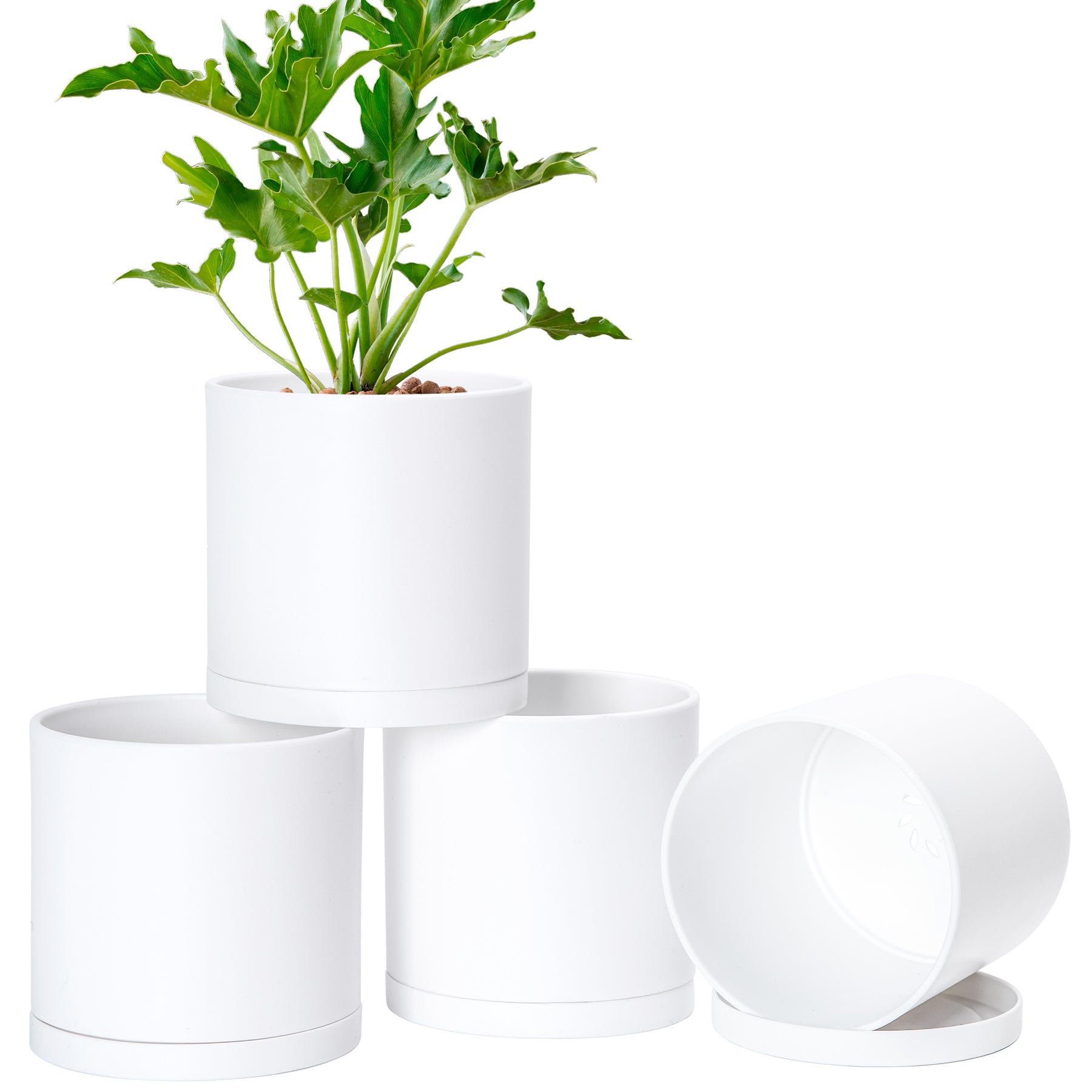 6 pack plant pots D'vine Dev