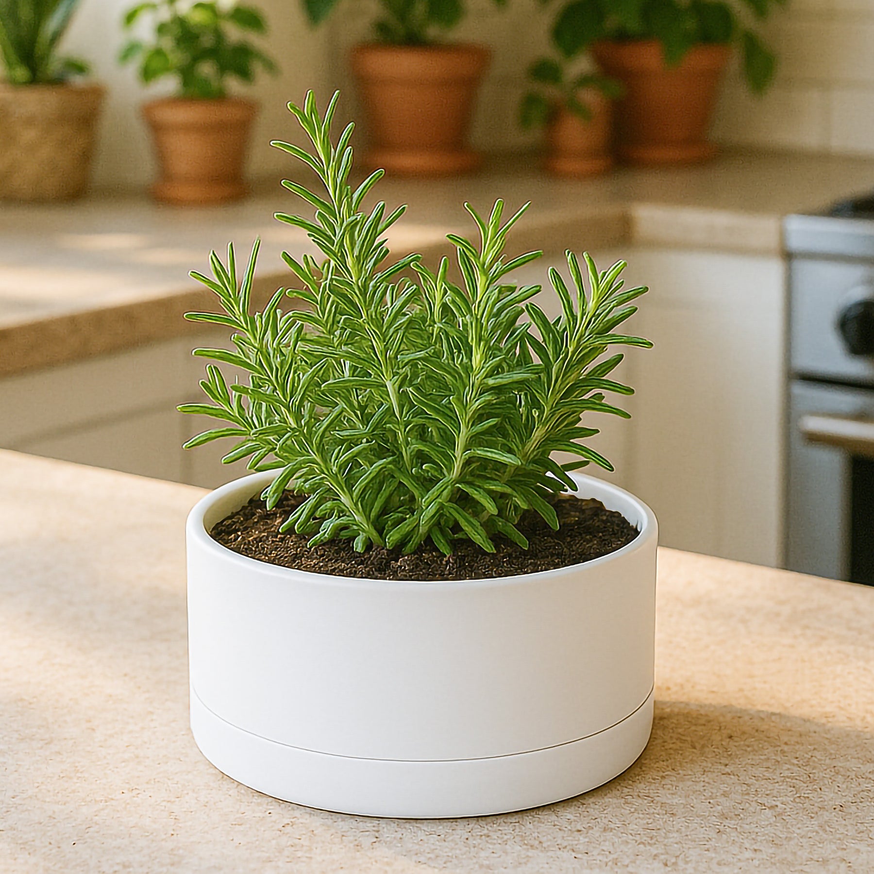 shallow pot for plants D'vine Dev