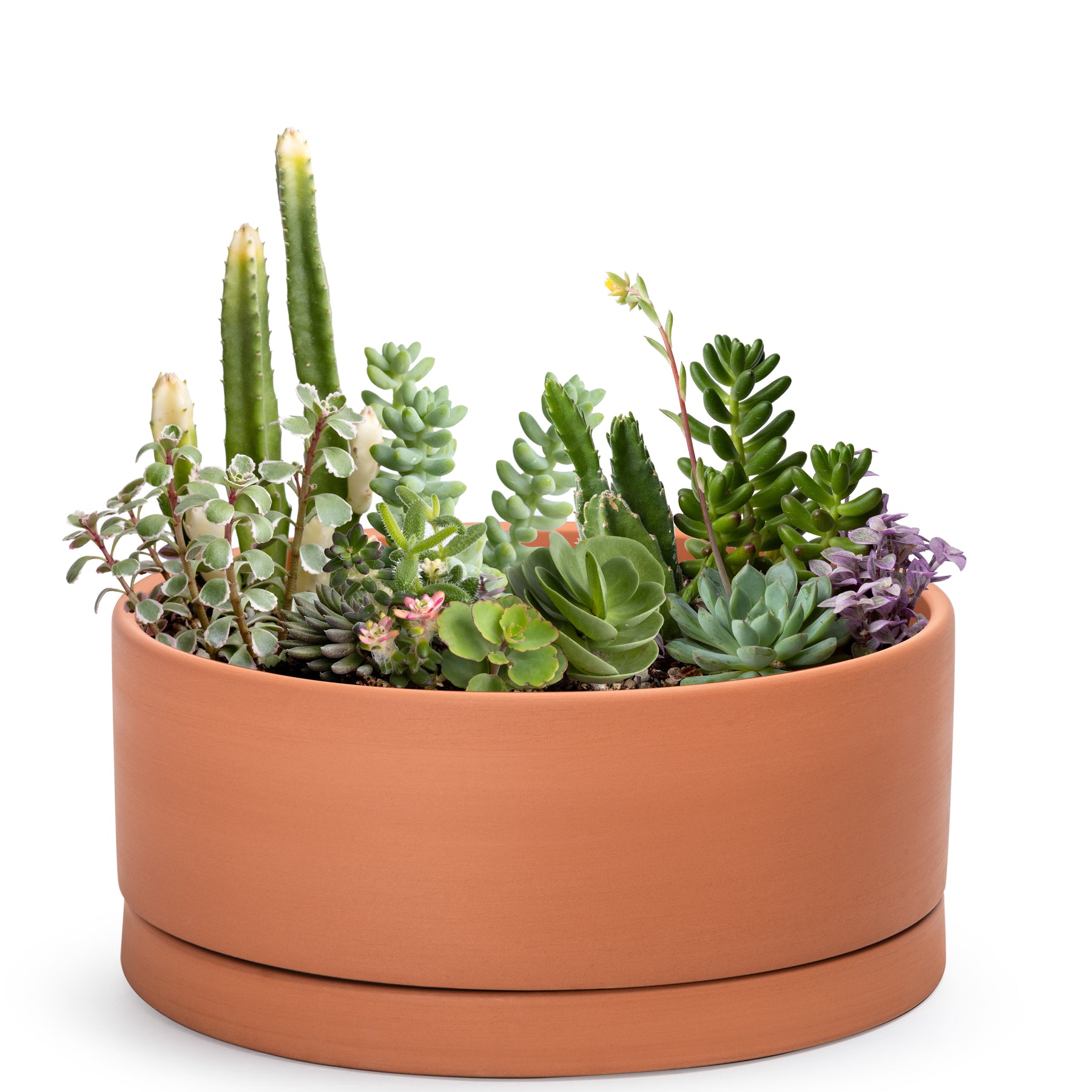large terracotta pots for succulents Large Shallow Terracotta Pot – 8", 10", 12" – D'VINE DEV