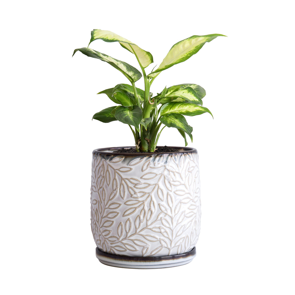 Design Planter Pots – D'VINE DEV