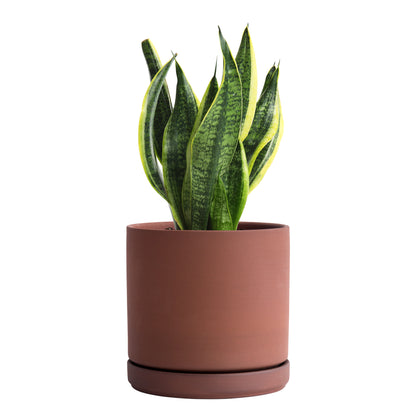 Rust Terracotta Plant Pot with Saucer 4 Inch / 6 Inch