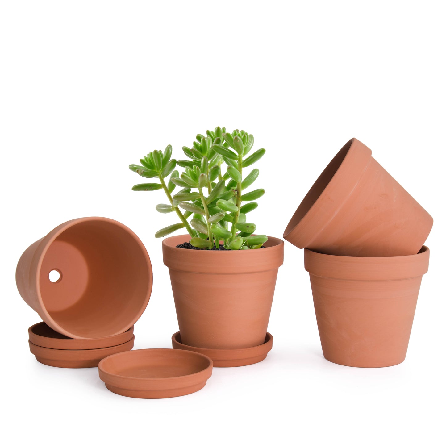 Classic Terracotta Pots with Tray