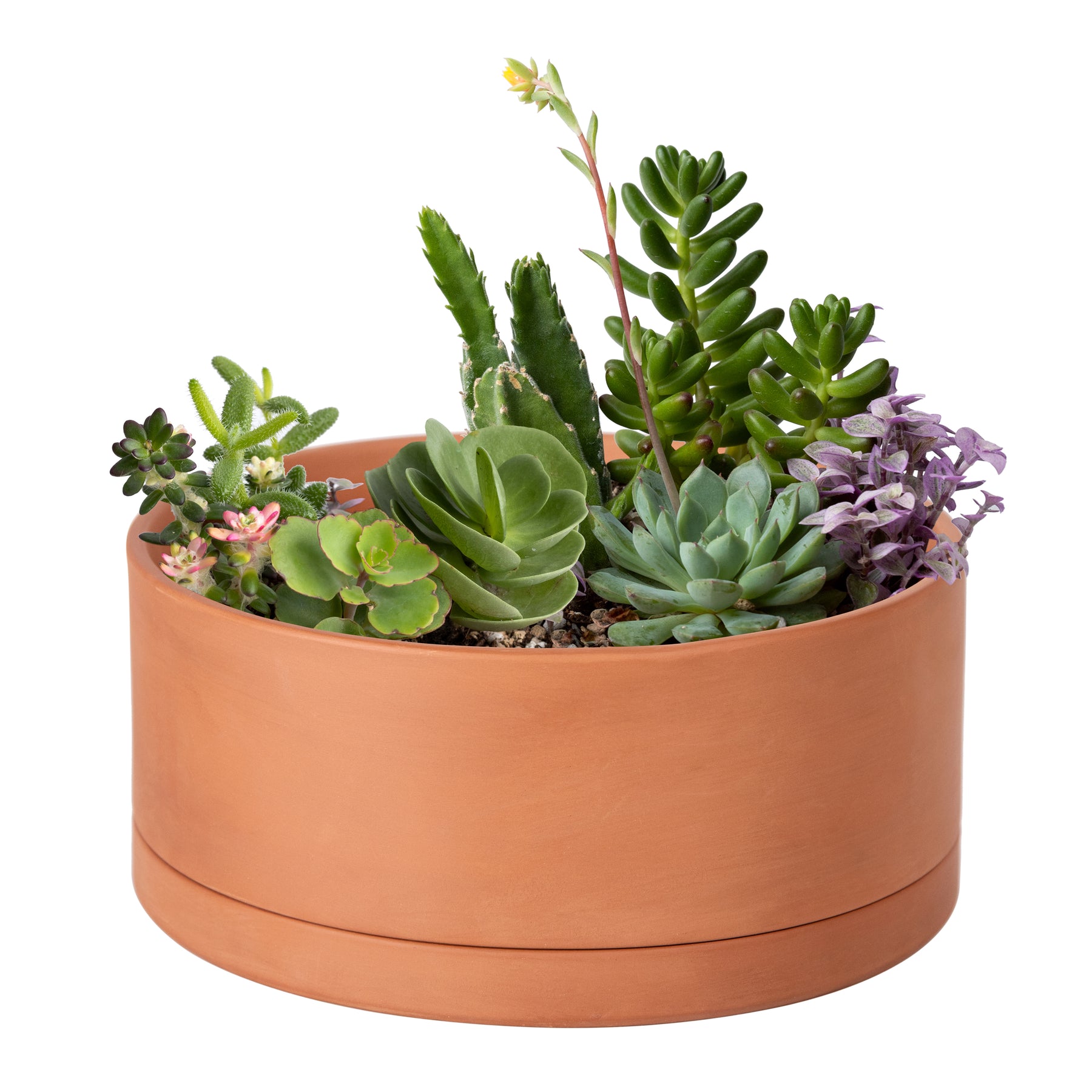 wide shallow plant pots Large Shallow Terracotta Pot – 8", 10", 12" – D'VINE DEV