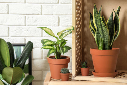 Classic Terracotta Pots with Tray